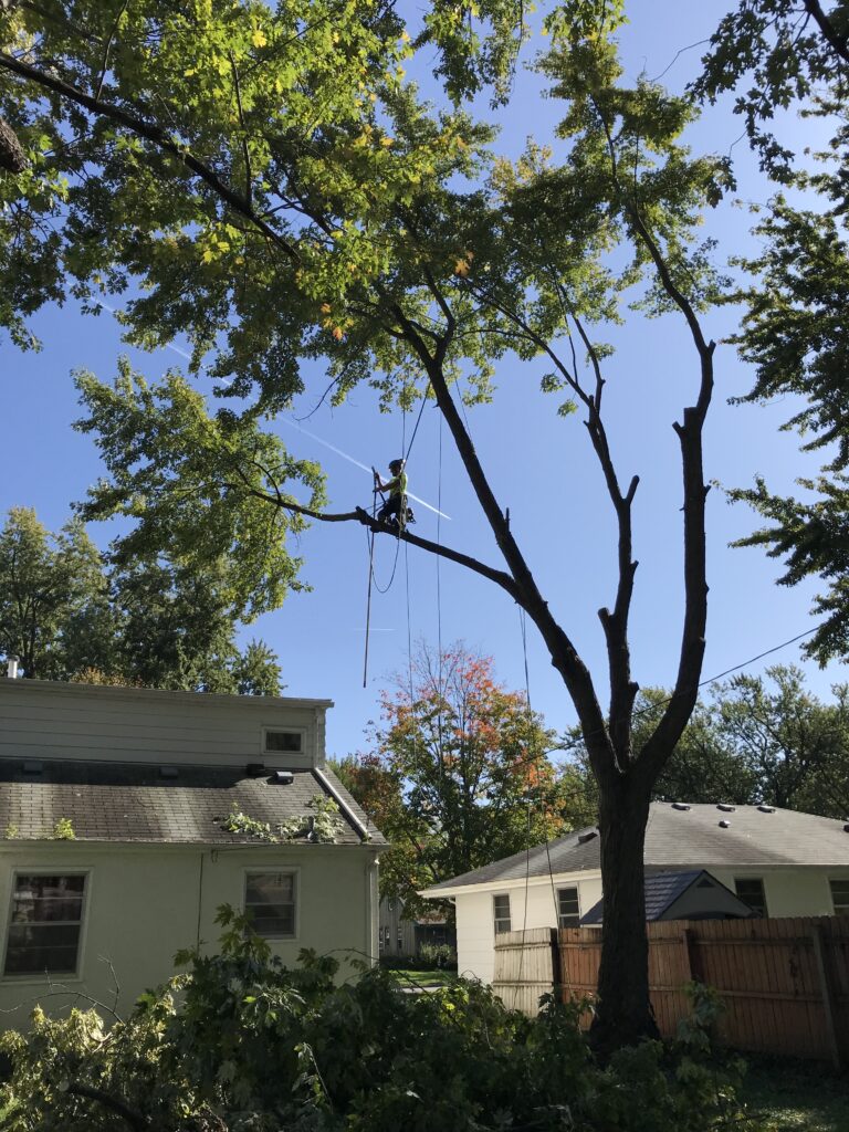 tree service, saint paul park, tree trimming