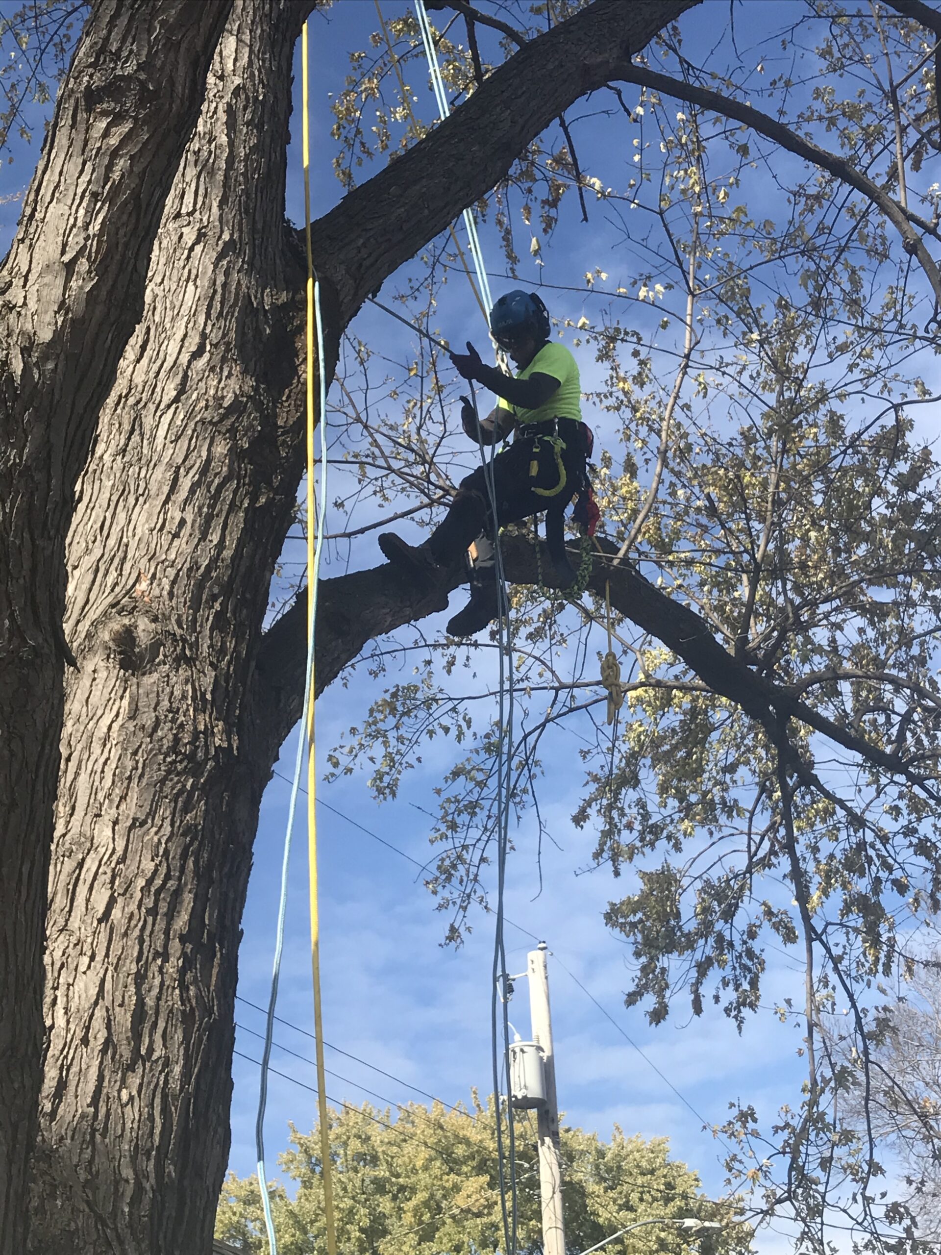 tree cutter llc, saint paul parl, tree service