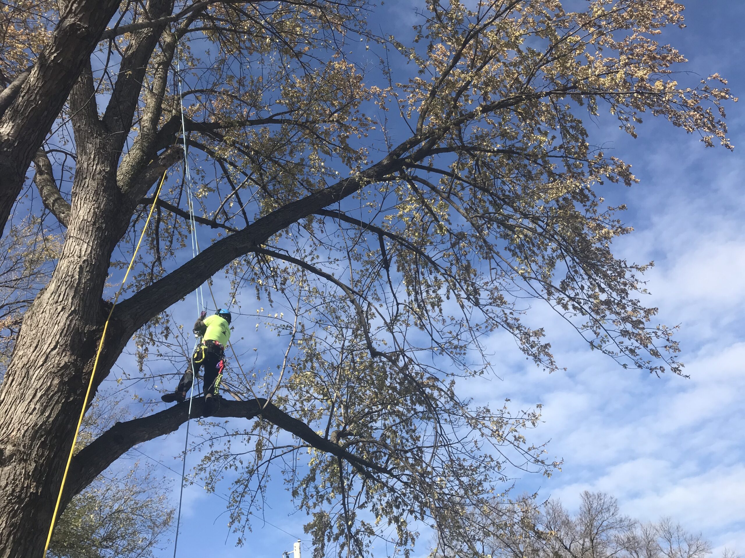 tree cutter llc, saint paul park, tree service