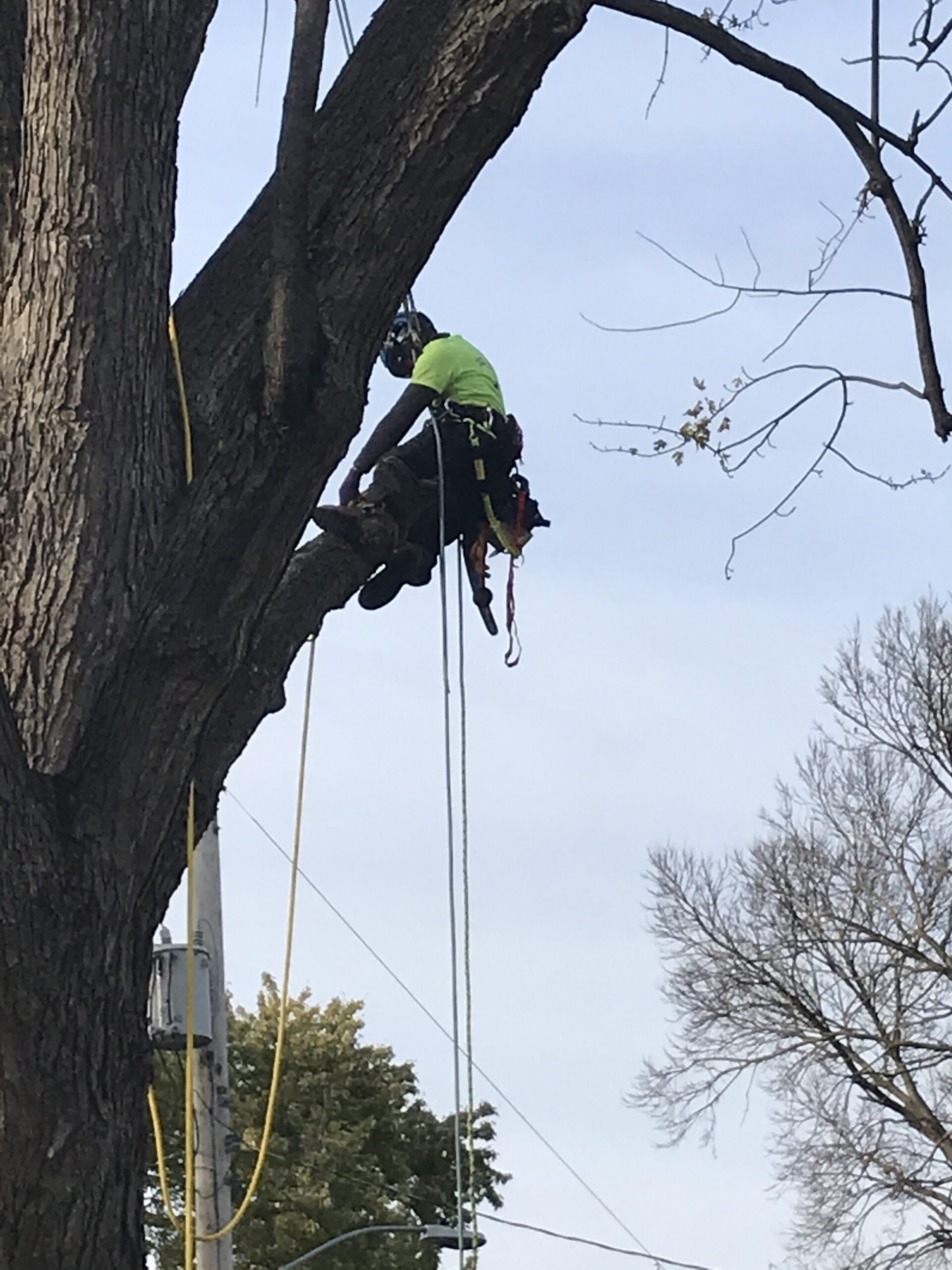 tree cutter llc, saint paul park, tree service