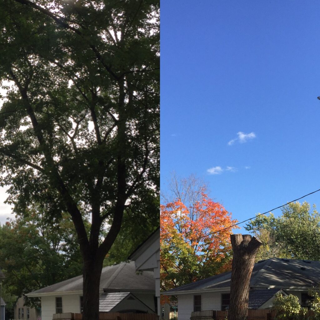 tree cutter, saint paul park, tree service