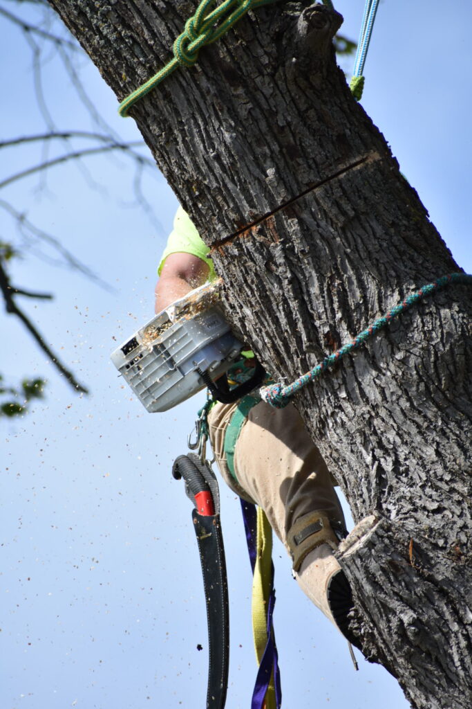 tree cutter llc, saint paul park, tree service